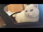 Pinky the cat - Видео ВКонтакте